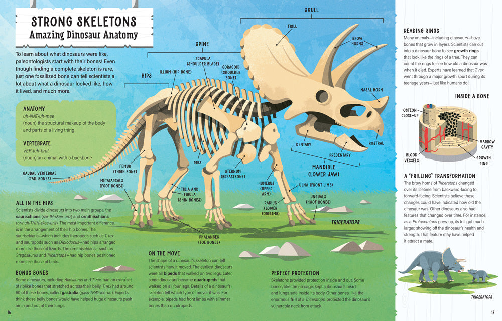 Pages 16-17 of Dinosaurs: 400 Words for Budding Paleontologists featuring an illustration of a triceratops skeleton with each bone labelled and facts throughout the spread.