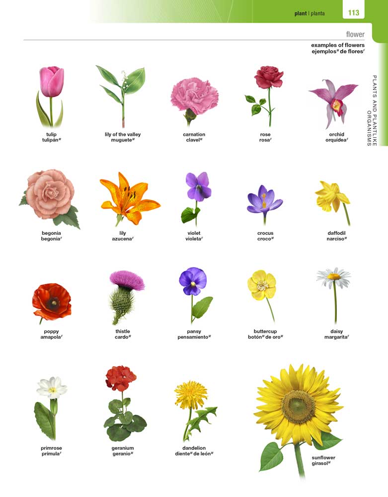 Merriam-Webster's Spanish-English Visual Dictionary page 113